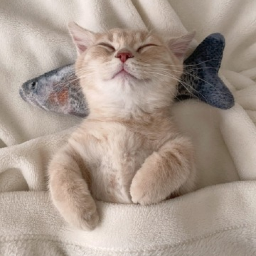 うに ころも - キャリコン名鑑 | きゃりぽ(caripo) うに ころも - キャリコン名鑑 | きゃりぽ(caripo)